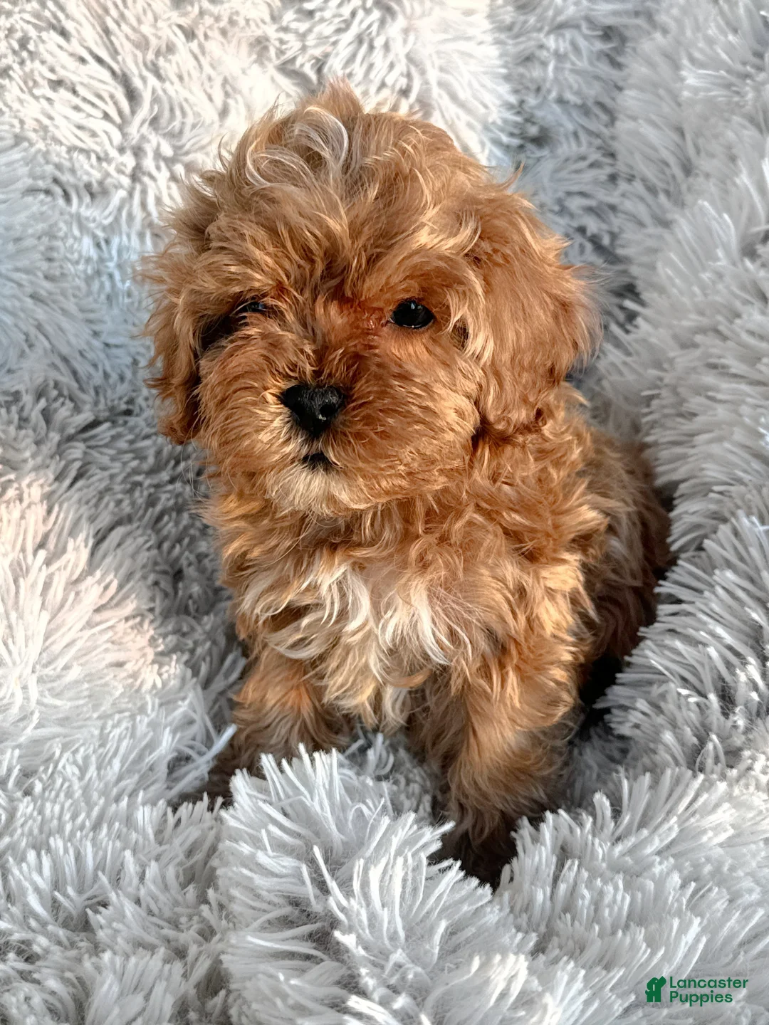 Cavapoo dogs for sale: Teddy - Ad 2