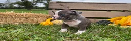 Boston Terrier dogs for sale: Gem - Ad 5