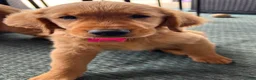 Golden Retriever dogs for sale: Golden Retriever Puppy 5 - Ad 1