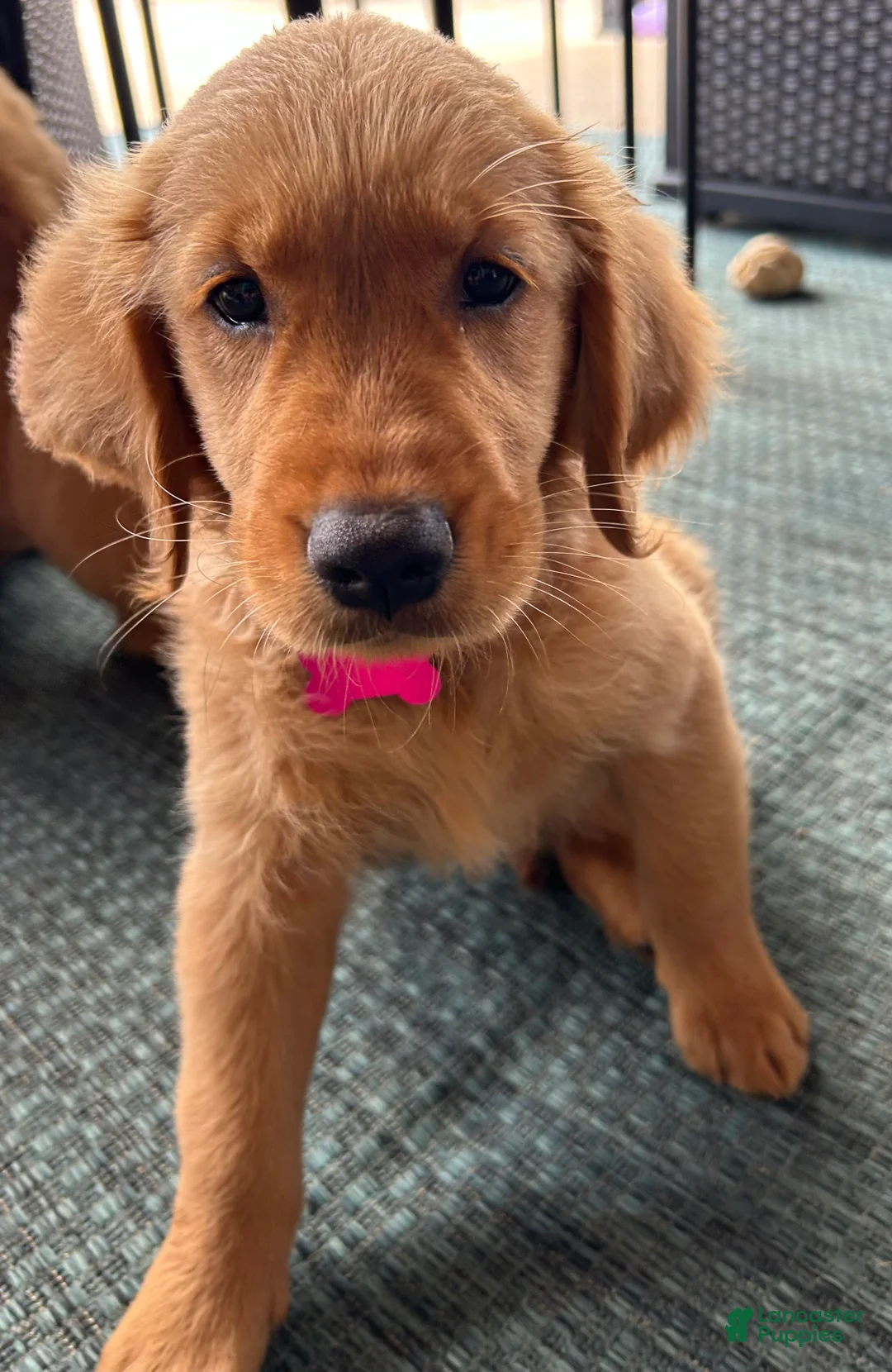 Golden Retriever dogs for sale: Golden Retriever Puppy 5 - Ad 1