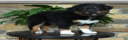 Australian Shepherd dogs for sale: Mariah - Ad 3