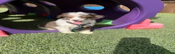 Miniature Poodle dogs for sale: Akc Clear 🧬 Tested Blue Merle  Phantom Parti- Bb - Ad 8