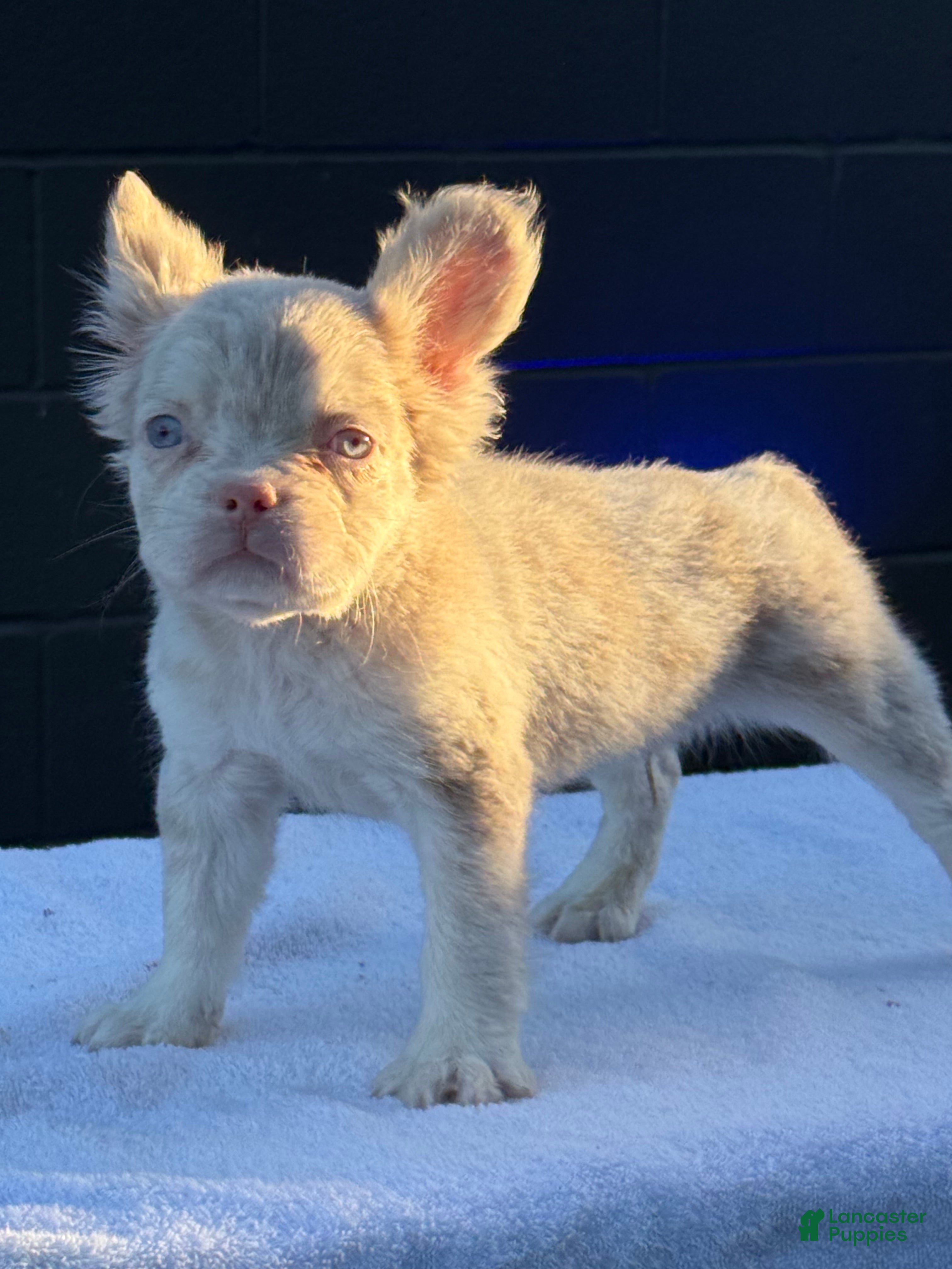 French Bulldog dogs Pink Princess - Ad 1