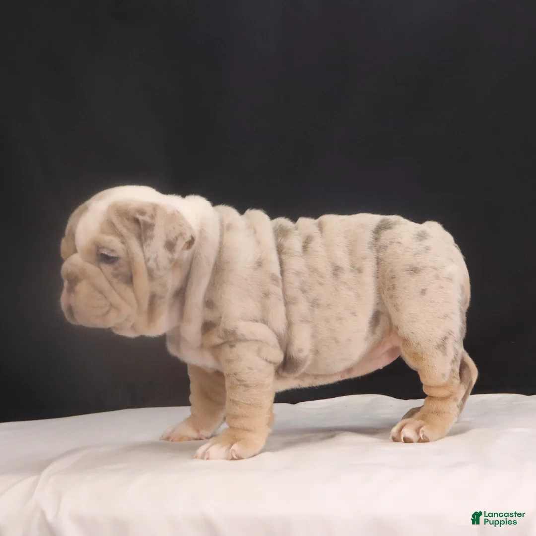 English Bulldog dogs for sale: Tanya - Ad 8