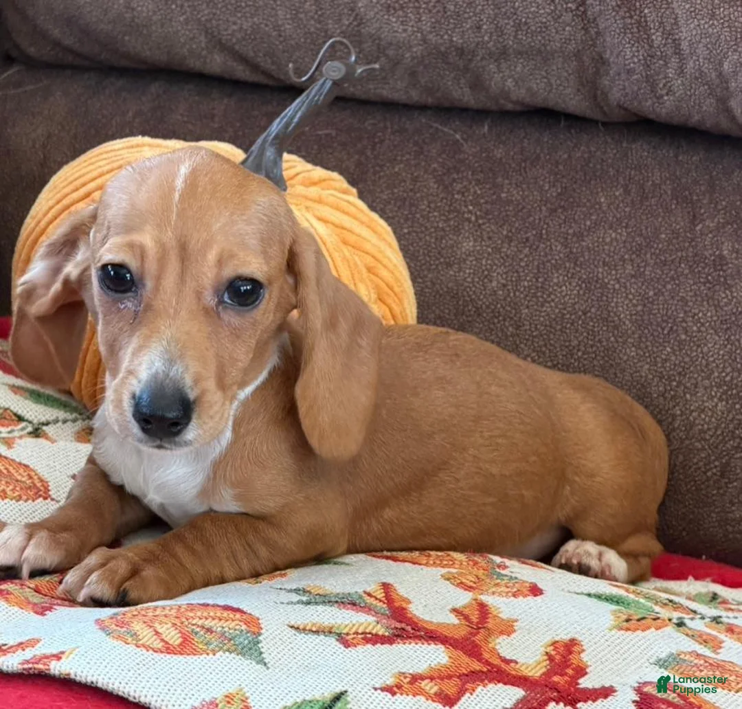 Miniature Dachshund dogs for sale: Annie - Ad 2