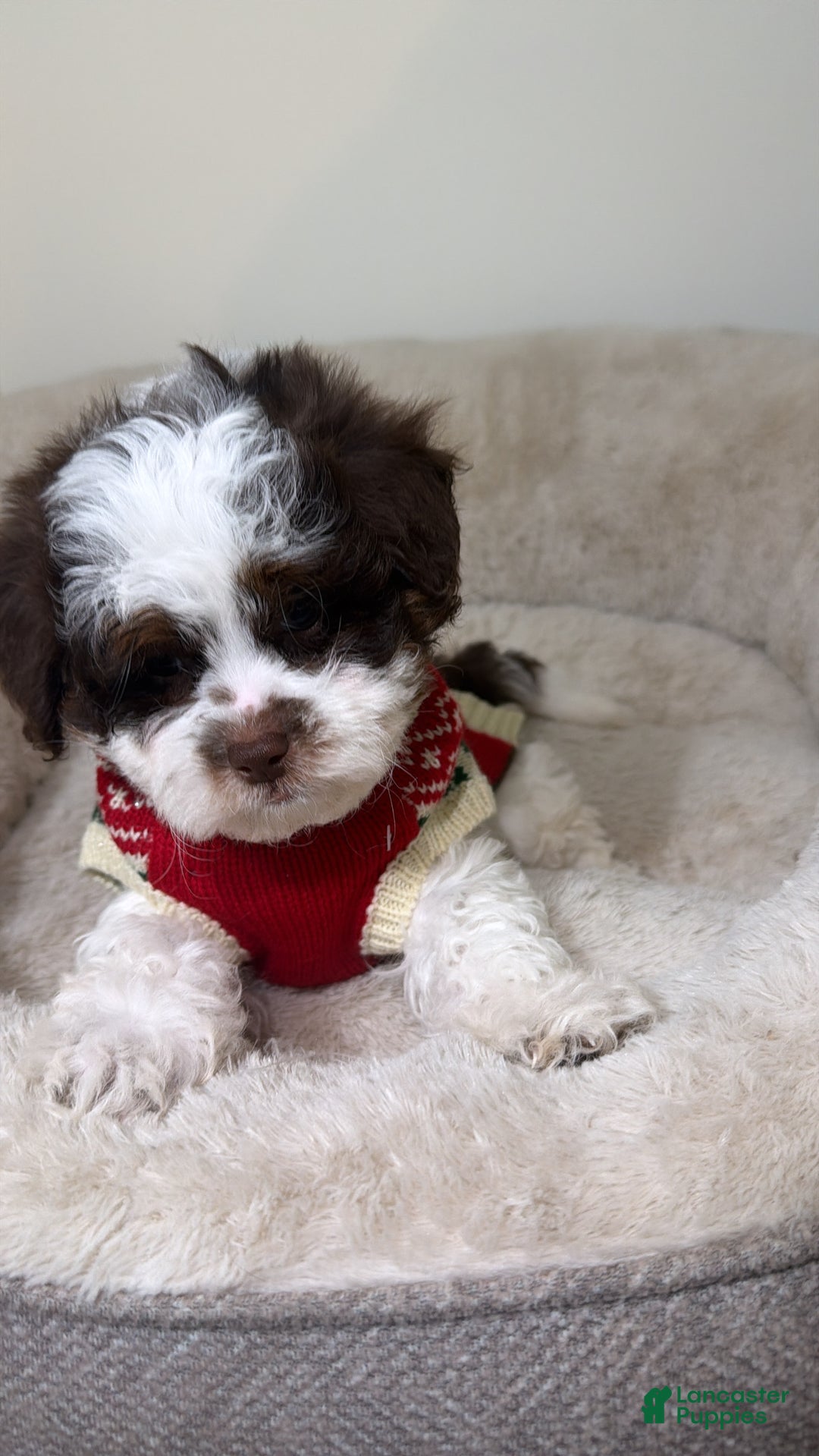 Shihpoo dogs for sale: Oakley  - Ad 2