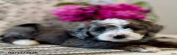 Mini Sheepadoodle dogs for sale: Lexi   - Ad 3