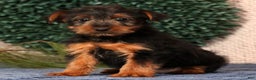 Yorkshire Terrier dogs for sale: Mitch - Ad 9
