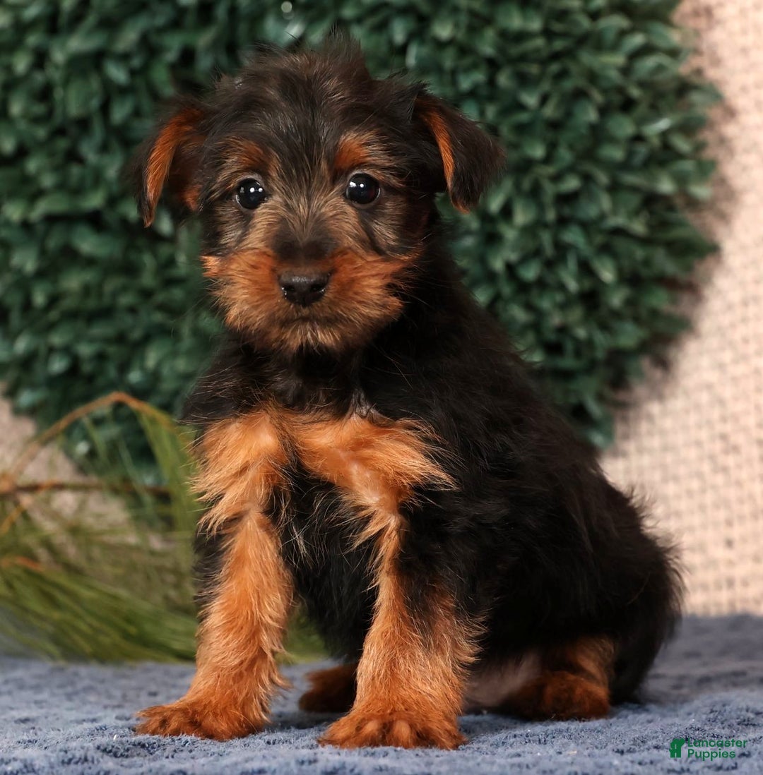 Yorkshire Terrier dogs for sale: Mitch - Ad 9