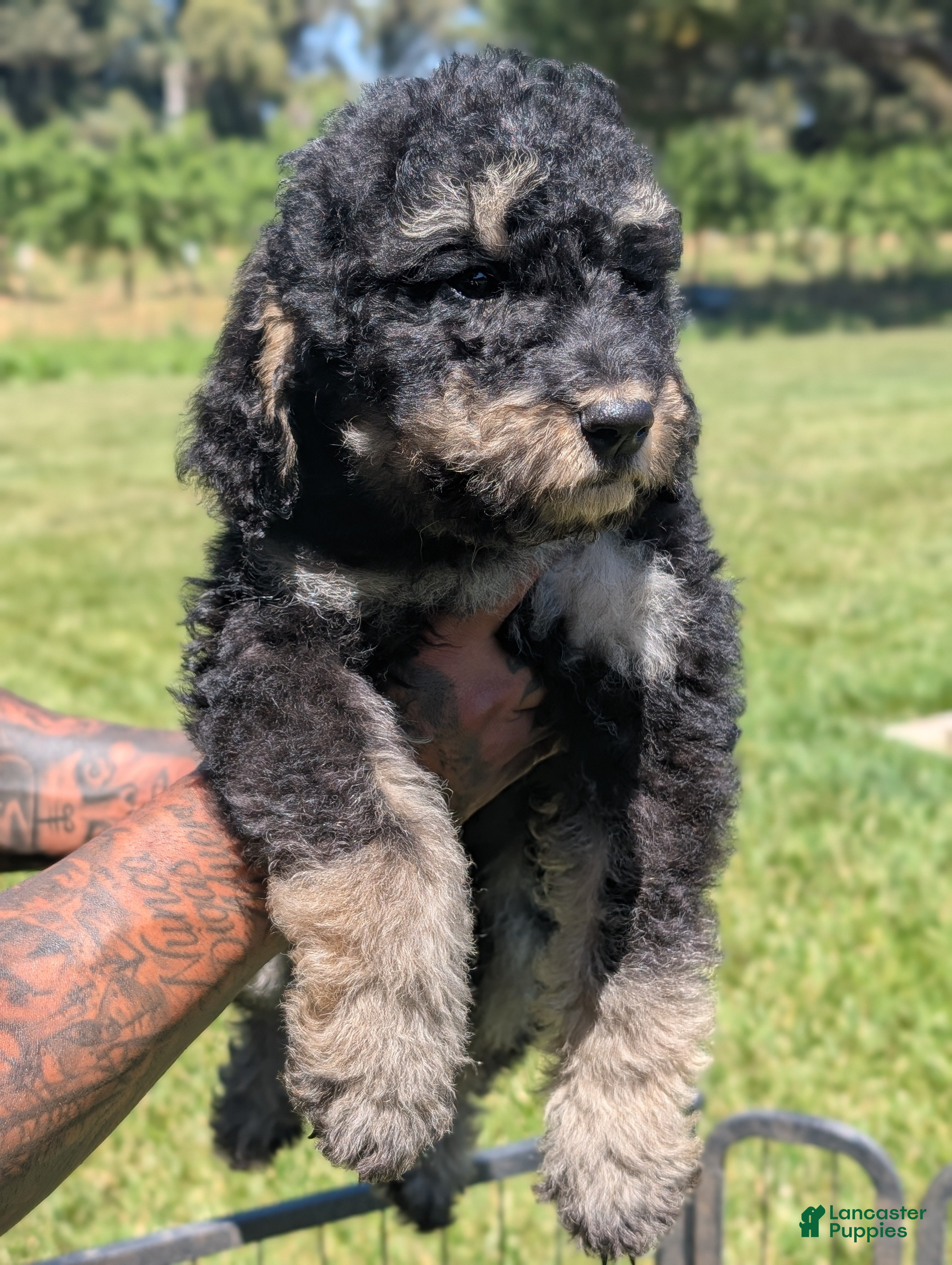 Mixed Breed dogs Spruce - Ad 2