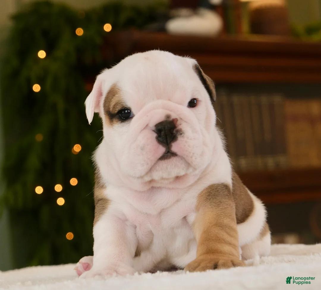 English Bulldog dogs for sale: Jack - Ad 3
