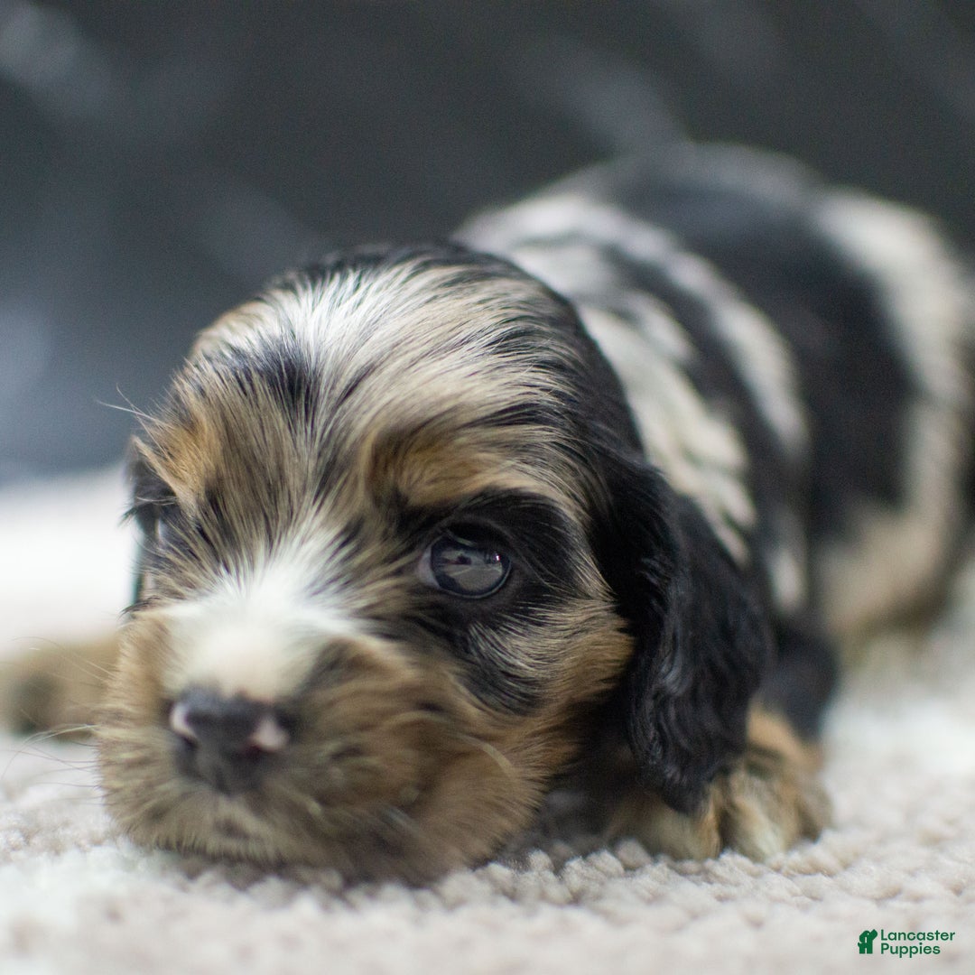 Cocker Spaniel dogs for sale: Vince - Ad 2