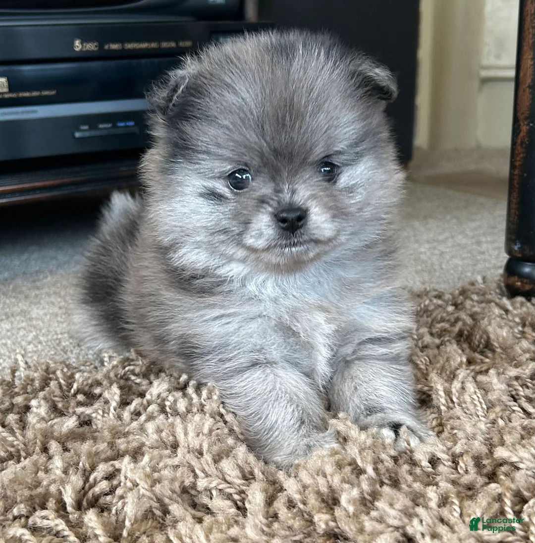Pomeranian dogs for sale: Pomeranian Puppy 2 - Ad 1