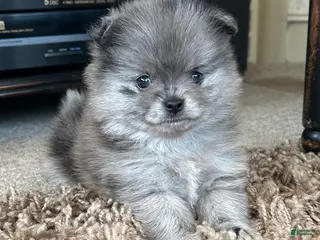Pomeranian dogs for sale: Pomeranian Puppy 2 - Ad 1