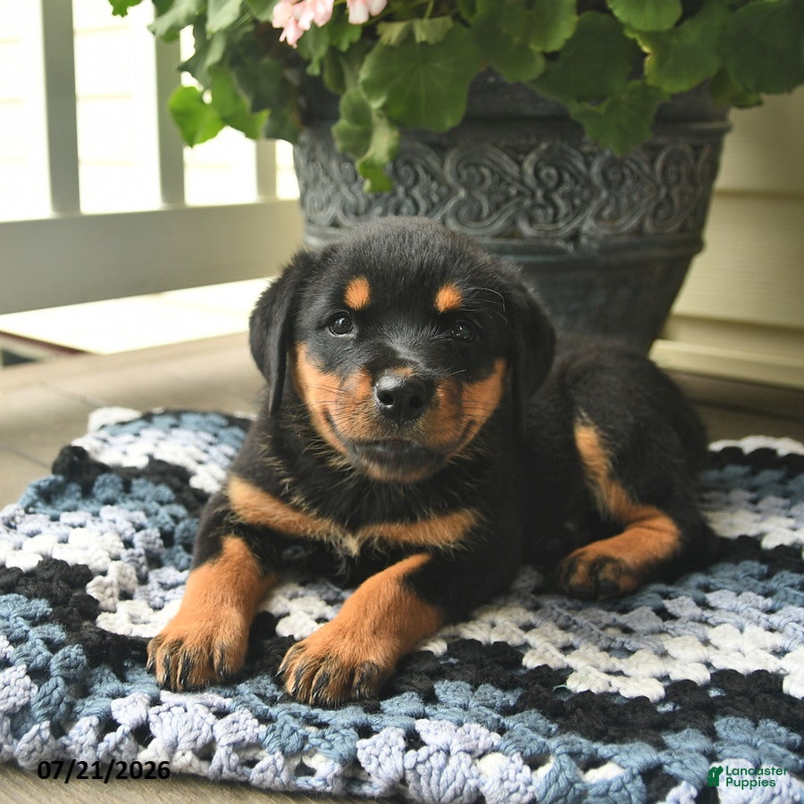 Rottweiler dogs Marigold  - Ad 2