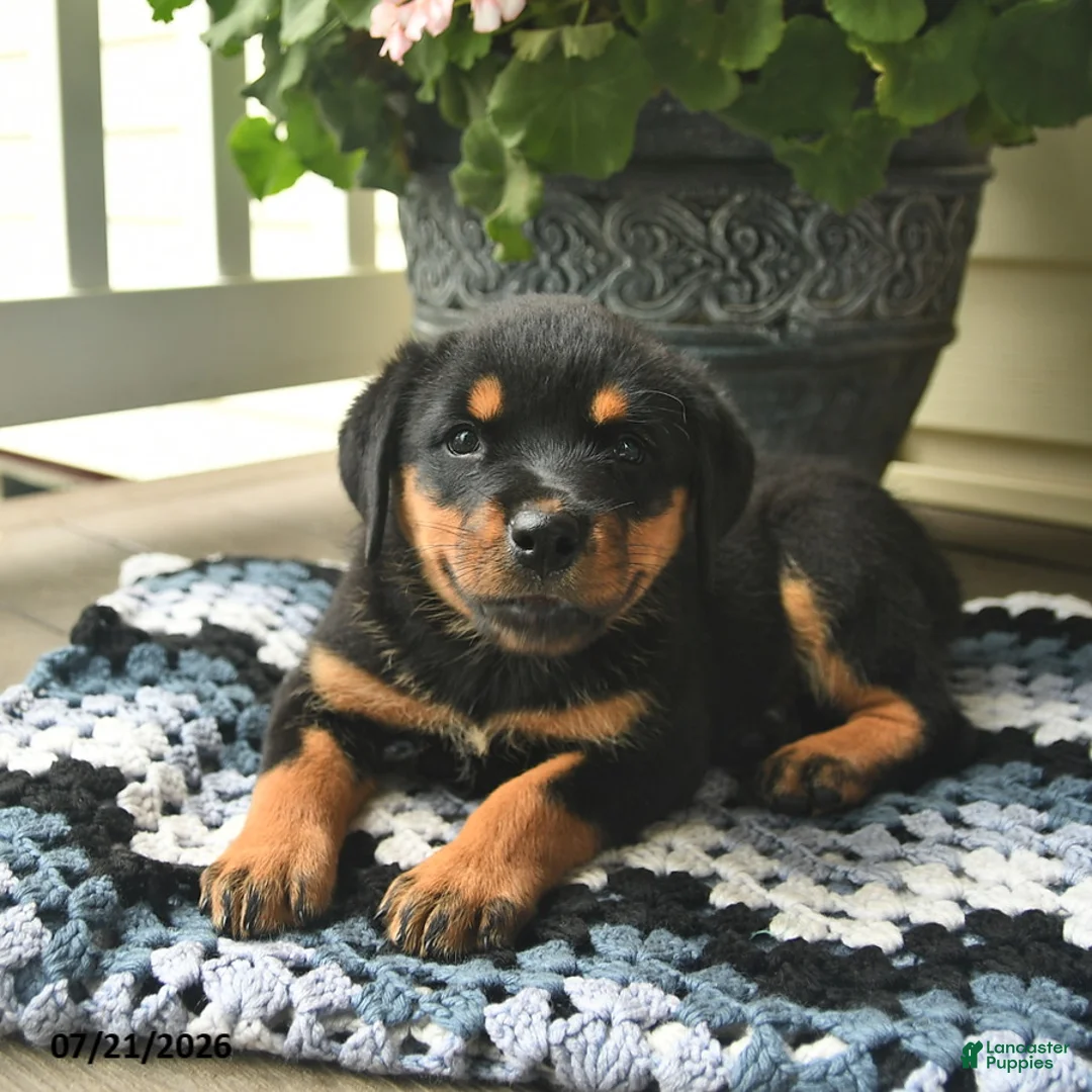 Rottweiler dogs for sale: Marigold  - Ad 2