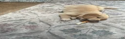 Golden Retriever dogs for sale: Pink collar girl - Ad 7