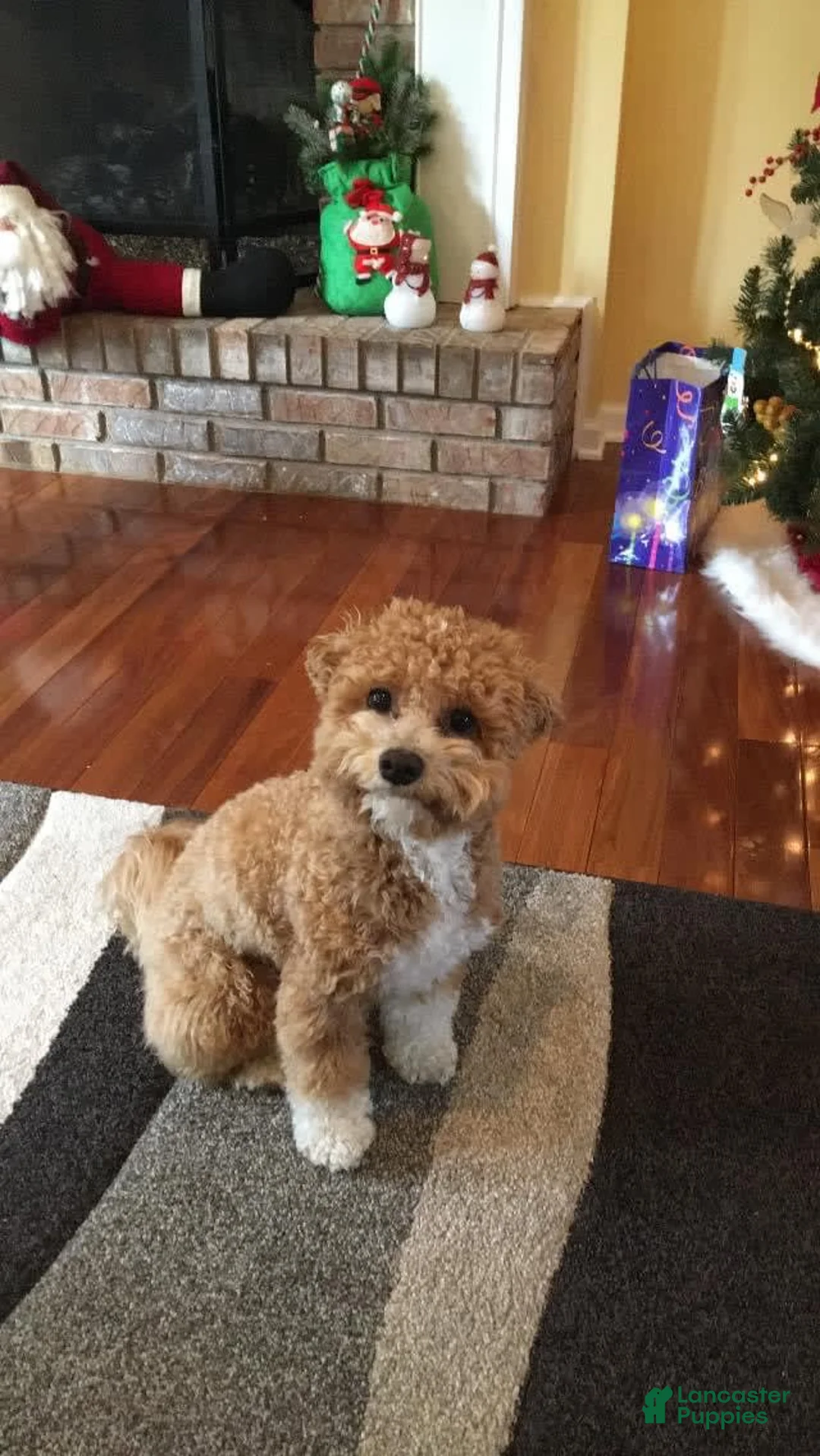 Gallery Image {{count}}