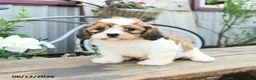 Cavachon dogs for sale: Watcher - Ad 1