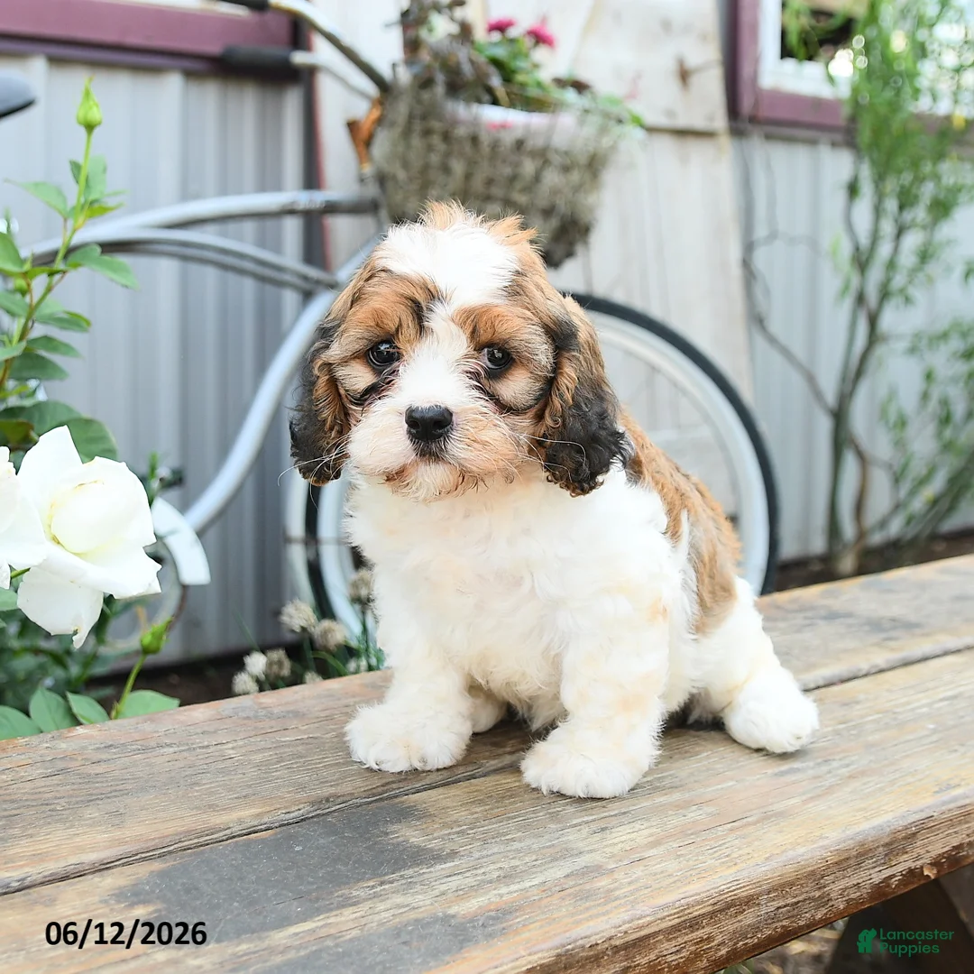 Cavachon dogs for sale: Watcher - Ad 1