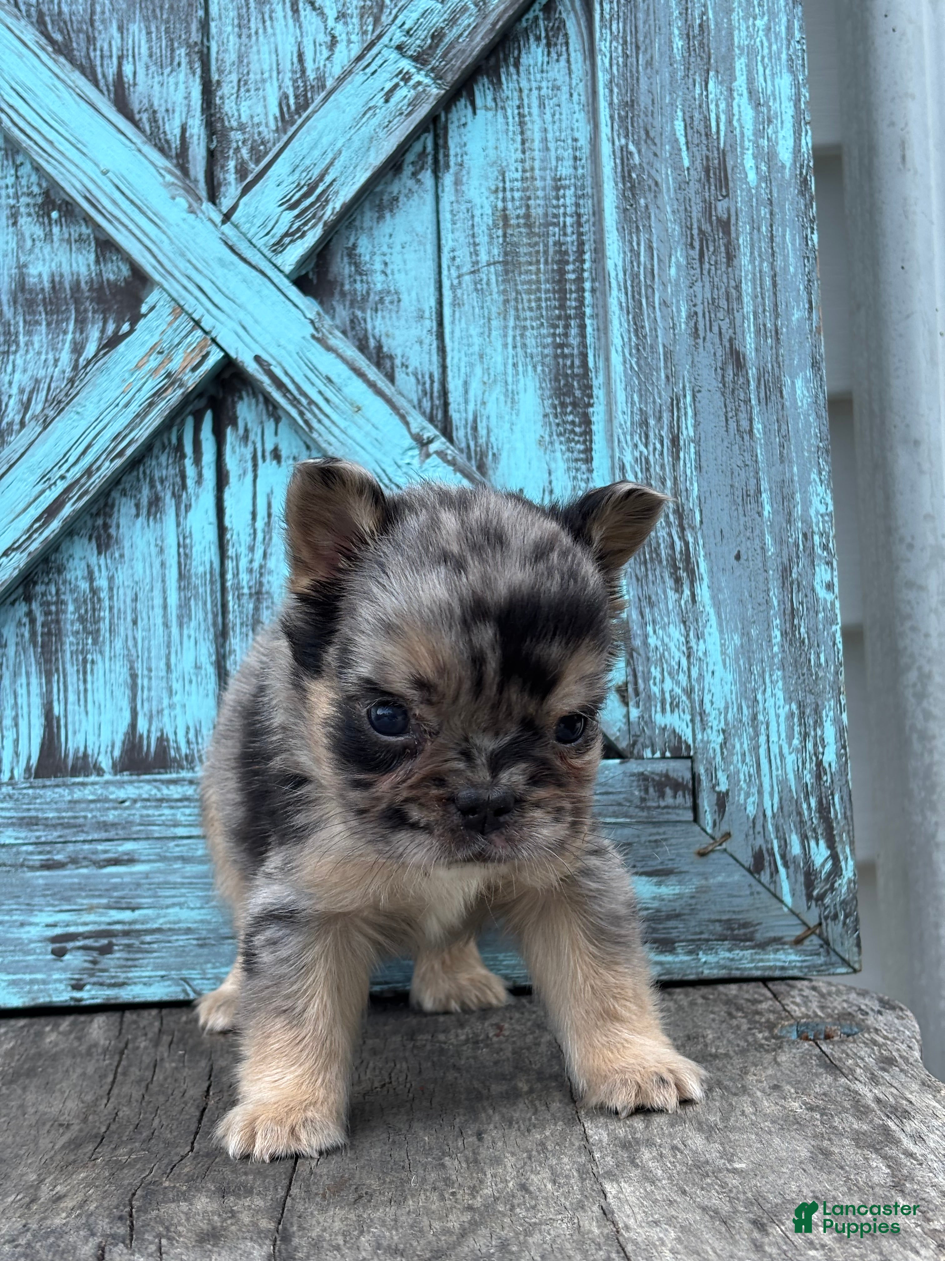 French Bulldog dogs Bryson - Ad 2