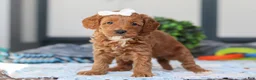 Mini Goldendoodle dogs for sale: Norma - Ad 5