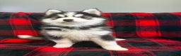 Pomsky dogs for sale: Astro - Ad 6