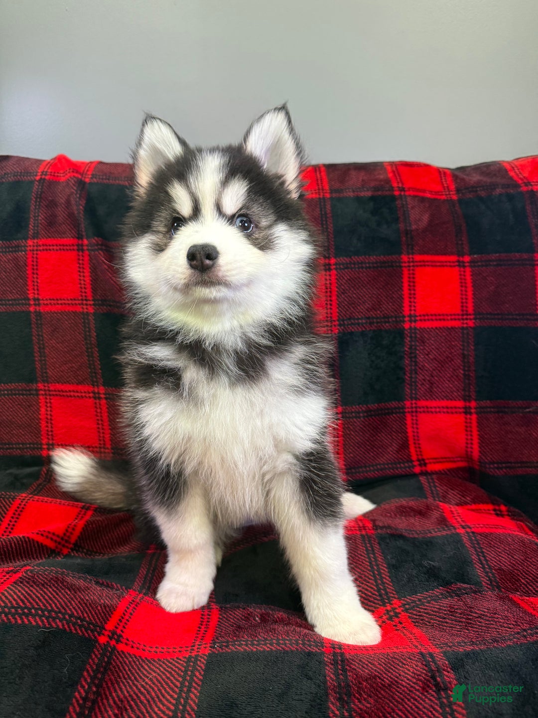 Pomsky dogs for sale: Astro - Ad 6