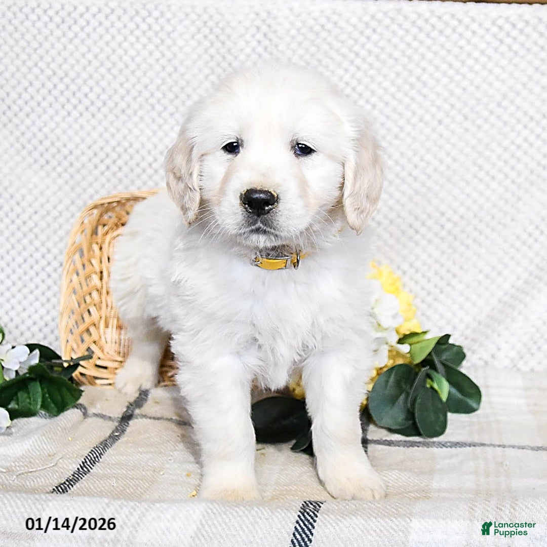 Golden Retriever dogs for sale: Sarge - Ad 3