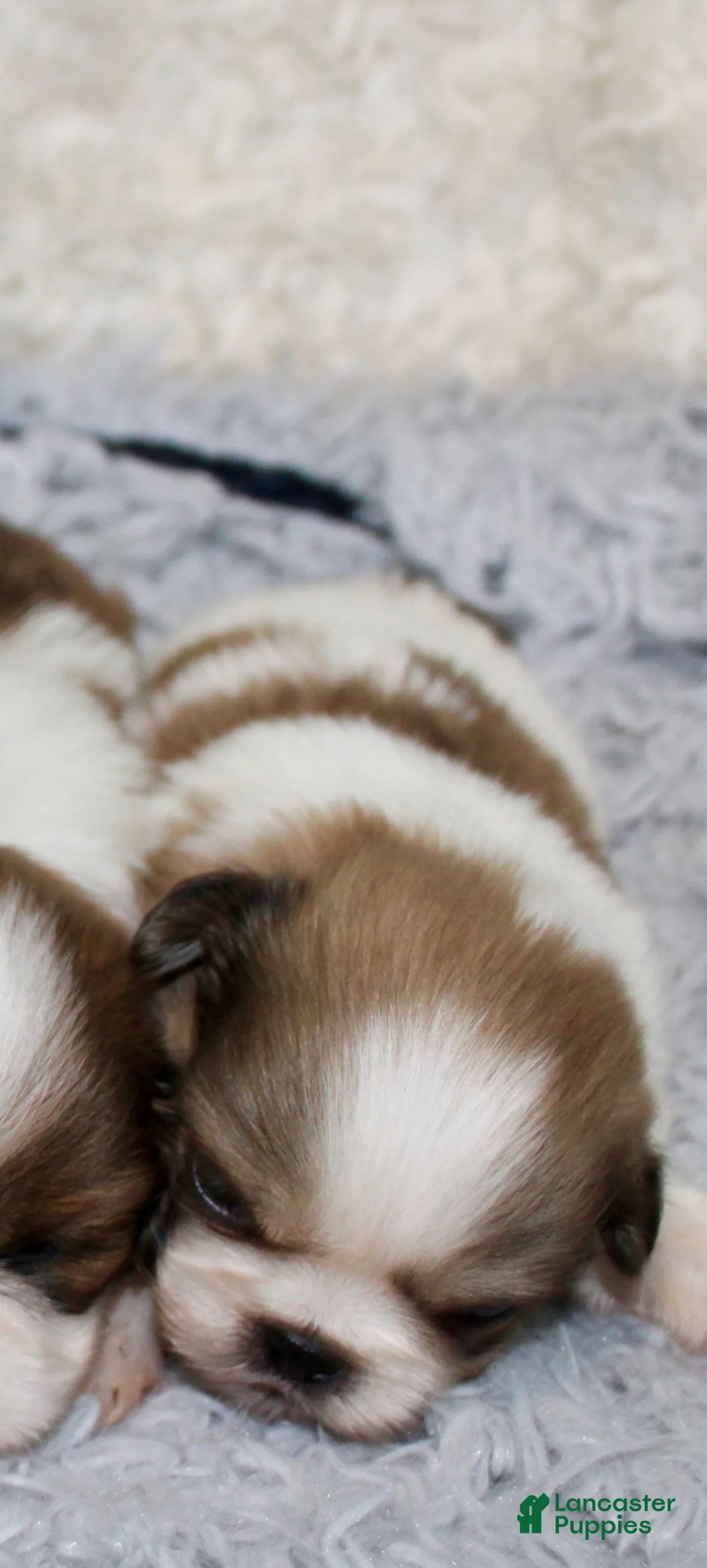 Shih Tzu dogs for sale: Shih Tzu 4 - Ad 1