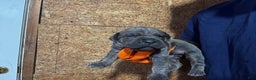 Cane Corso dogs for sale: Cane Corso Puppy 2 - Ad 2