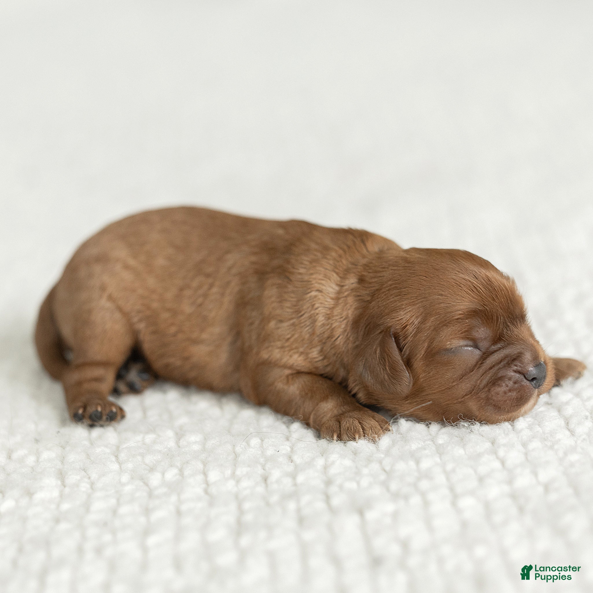 Cavalier King Charles Spaniel dogs for sale: Max Cavalier King Charles Spaniel  - Ad 2