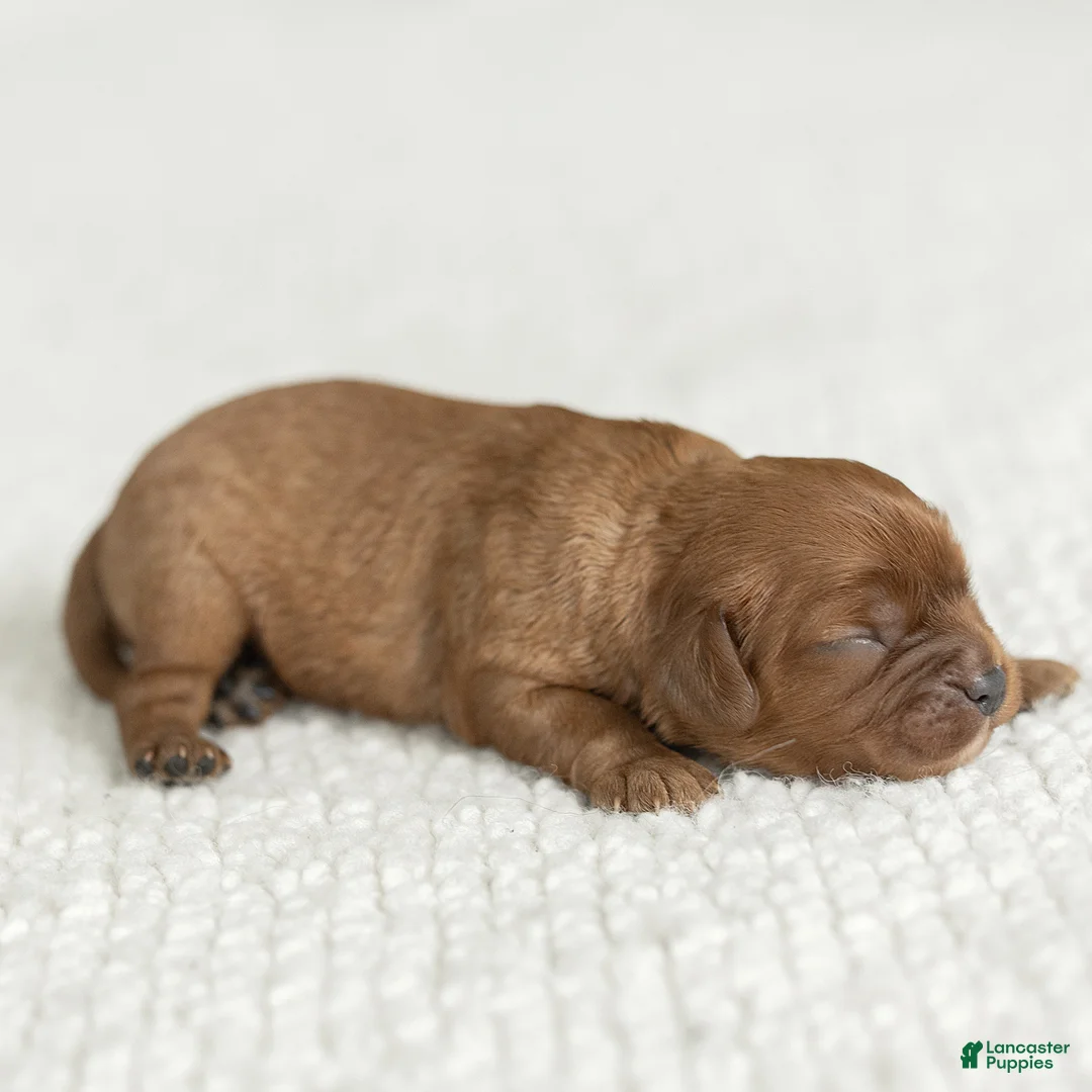 Cavalier King Charles Spaniel dogs for sale: Max Cavalier King Charles Spaniel  - Ad 2