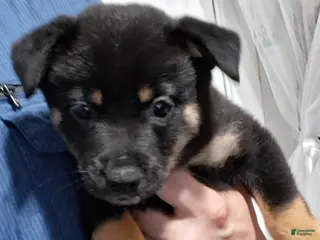 Mixed Breed dogs Tootsie - Ad 28