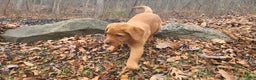 Labrador Retriever dogs for sale: Snip - Ad 3