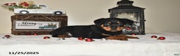 Rottweiler dogs for sale: Gracie - Ad 1
