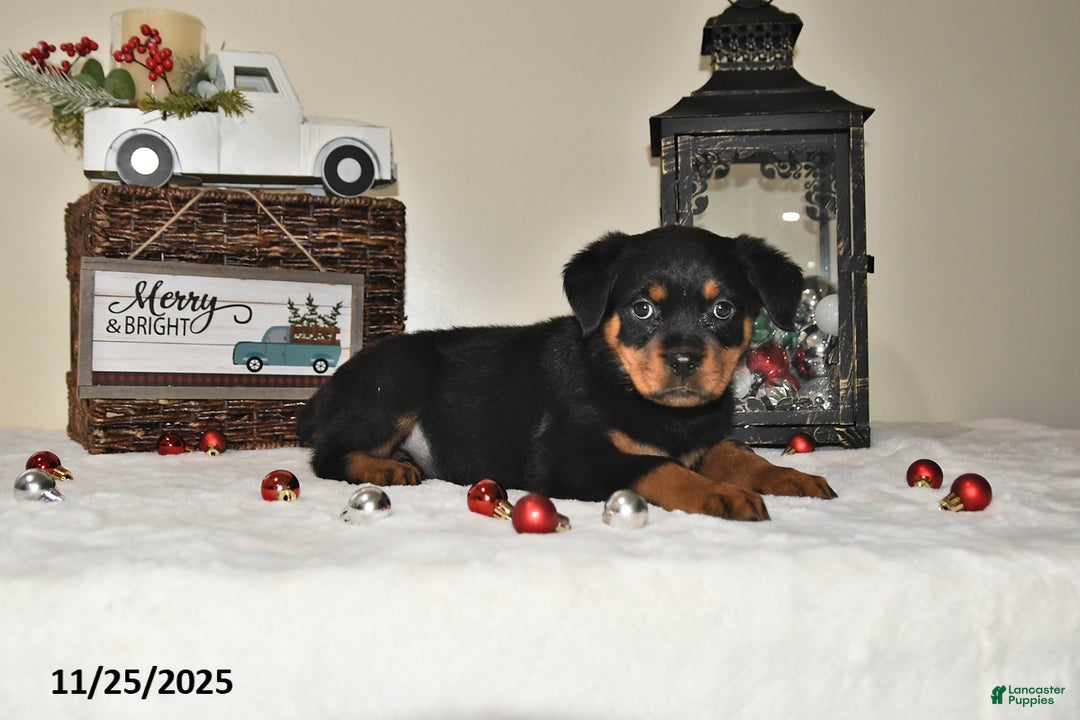 Rottweiler dogs for sale: Gracie - Ad 1