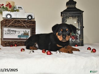 Rottweiler dogs Gracie - Ad 37
