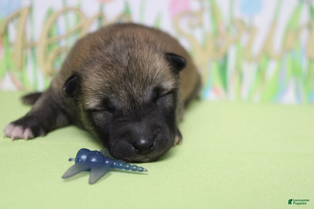 Shiba Inu dogs for sale: Jagger  - Ad 2