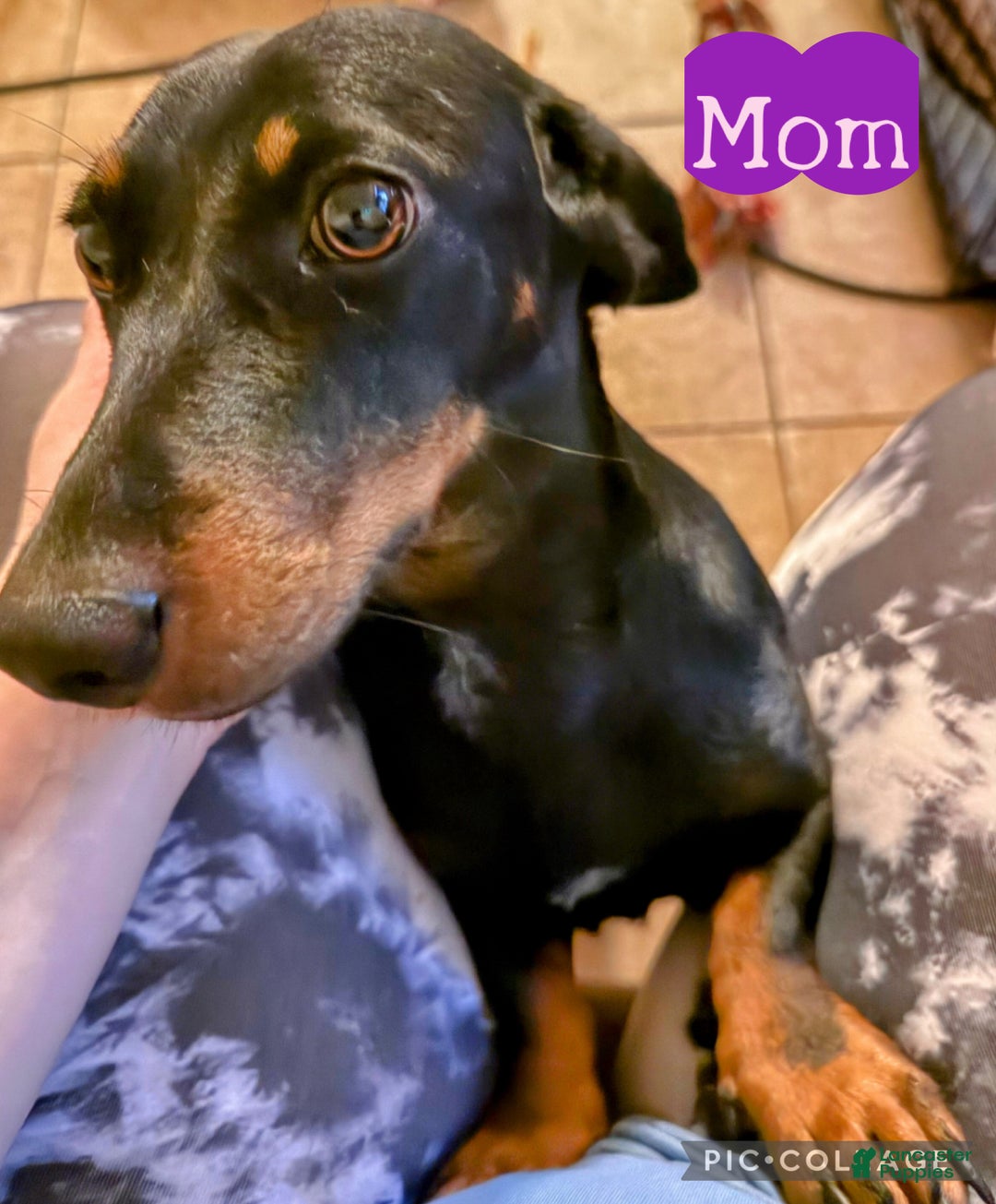 Dachshund dogs for sale: Dachshund Puppy 2 - Ad 6