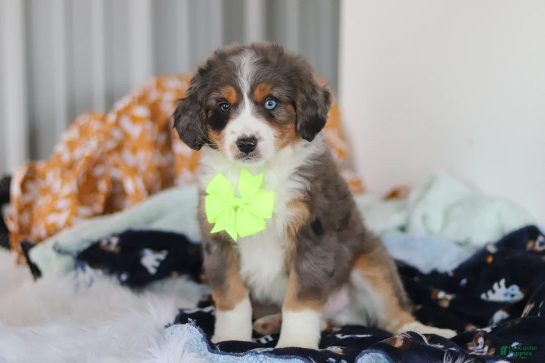 Mini Bernedoodle dogs for sale: Apollo - Ad 3