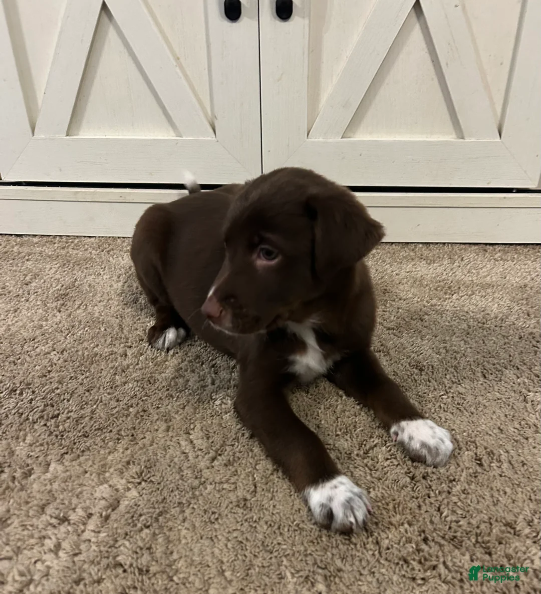 Mixed Breed dogs for sale: Monica - Ad 3