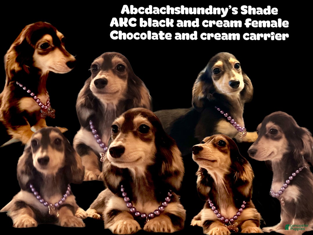 Miniature Dachshund dogs for sale: Shade - Ad 2