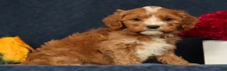 Cavapoo dogs for sale: Pixel - Ad 3