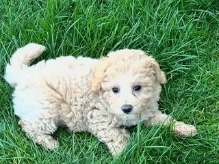 Bichpoo dogs for sale: Leo - Ad 1