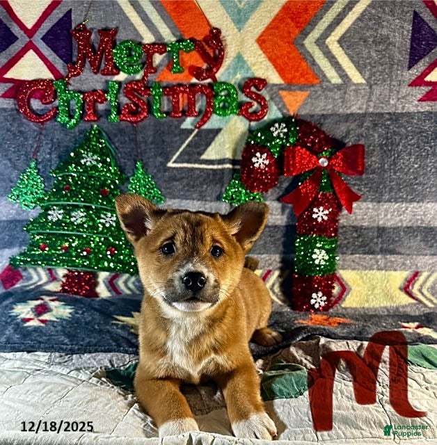 Shiba Inu dogs Austin - Ad 4