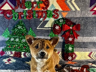 Shiba Inu dogs Austin - Ad 3