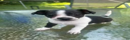 Mixed Breed dogs for sale: Oreo - Ad 1