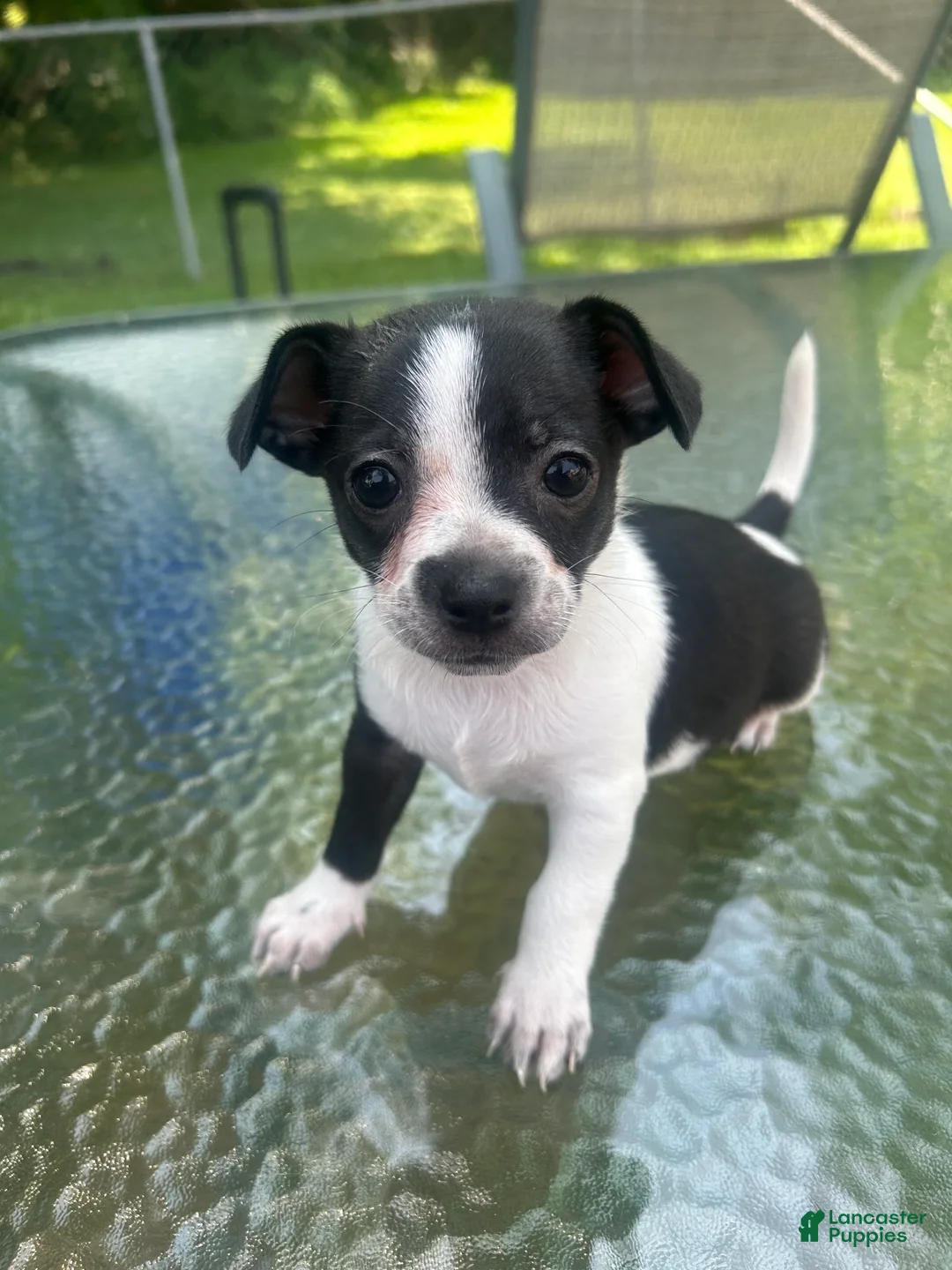 Mixed Breed dogs for sale: Oreo - Ad 1