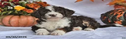 Bernedoodle dogs for sale: Jackie - Ad 2